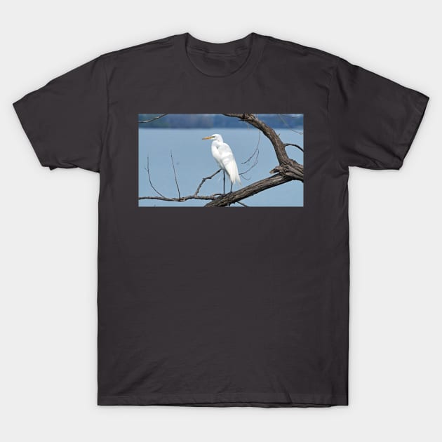 Great Egret / Great White Heron Sitting On a Tree Branch T-Shirt by BackyardBirder